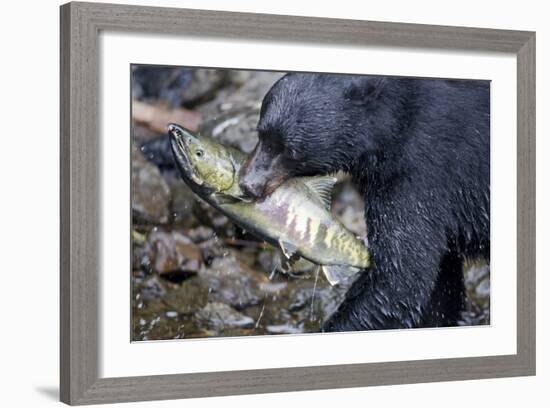 Black Bear and Chum Salmon in Alaska-null-Framed Photographic Print