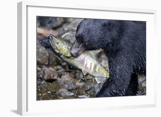 Black Bear and Chum Salmon in Alaska-null-Framed Photographic Print