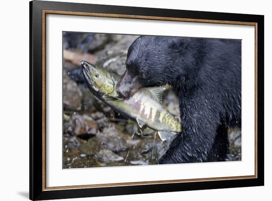 Black Bear and Chum Salmon in Alaska-null-Framed Photographic Print