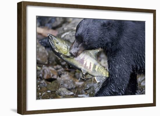 Black Bear and Chum Salmon in Alaska-null-Framed Photographic Print