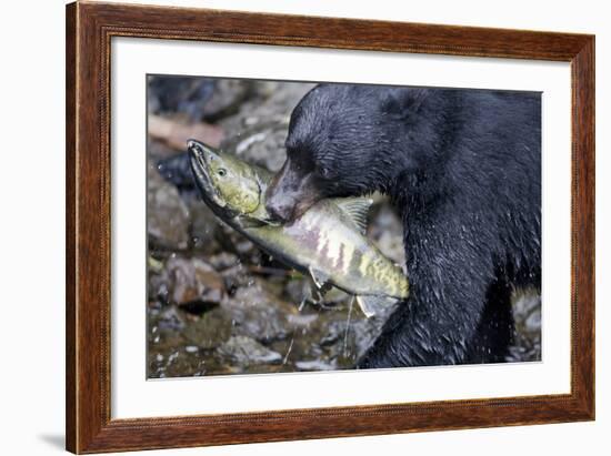 Black Bear and Chum Salmon in Alaska-null-Framed Photographic Print