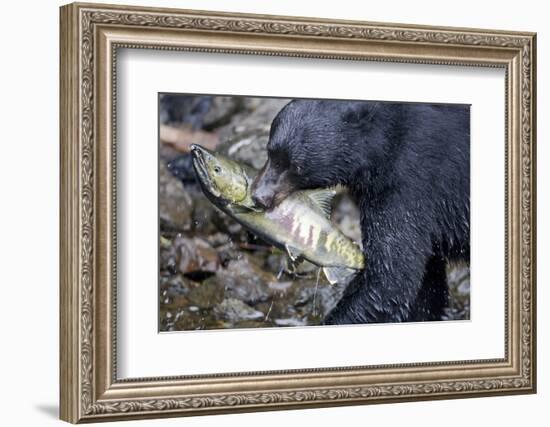 Black Bear and Chum Salmon in Alaska-null-Framed Photographic Print