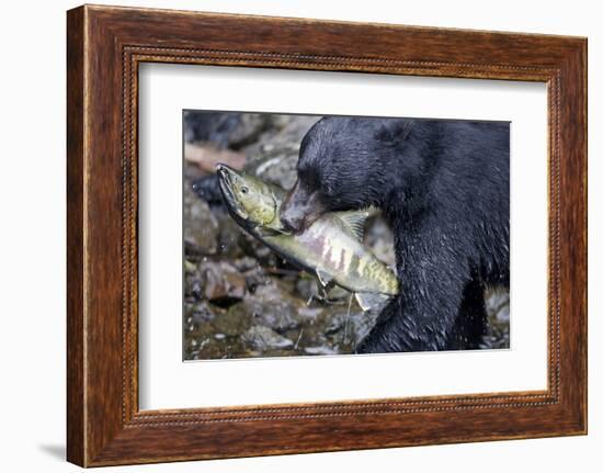 Black Bear and Chum Salmon in Alaska-null-Framed Photographic Print