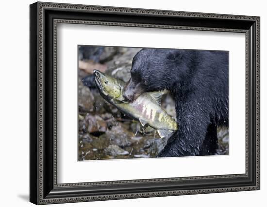 Black Bear and Chum Salmon in Alaska-null-Framed Photographic Print