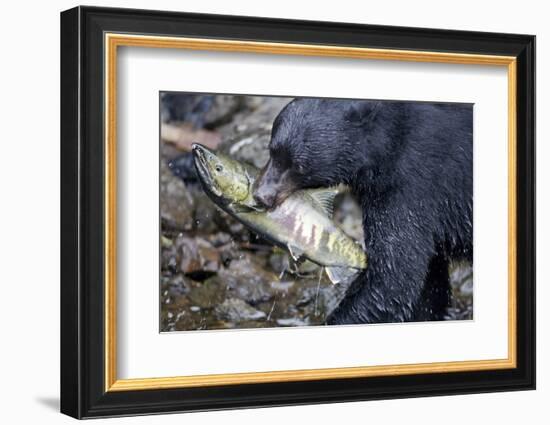 Black Bear and Chum Salmon in Alaska-null-Framed Photographic Print