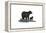 Black Bear and Cub - Icon-Lantern Press-Framed Stretched Canvas