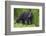 Black Bear at the Ocean to Eat Clams-Hal Beral-Framed Photographic Print