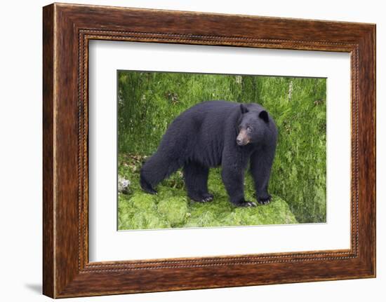 Black Bear at the Ocean to Eat Clams-Hal Beral-Framed Photographic Print