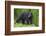 Black Bear at the Ocean to Eat Clams-Hal Beral-Framed Photographic Print