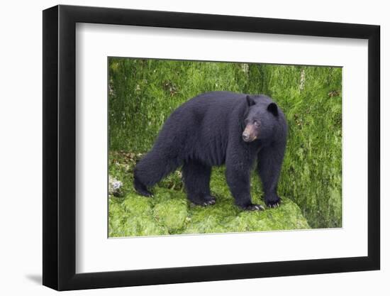 Black Bear at the Ocean to Eat Clams-Hal Beral-Framed Photographic Print