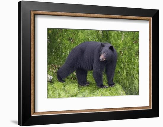 Black Bear at the Ocean to Eat Clams-Hal Beral-Framed Photographic Print