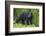 Black Bear at the Ocean to Eat Clams-Hal Beral-Framed Photographic Print