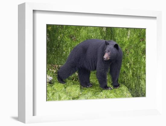 Black Bear at the Ocean to Eat Clams-Hal Beral-Framed Photographic Print