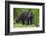 Black Bear at the Ocean to Eat Clams-Hal Beral-Framed Photographic Print