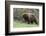 Black Bear Boar, Brown Color Phase, Blue Eyes-Ken Archer-Framed Photographic Print