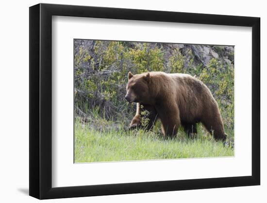 Black Bear Boar, Brown Color Phase, Blue Eyes-Ken Archer-Framed Photographic Print