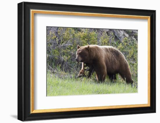 Black Bear Boar, Brown Color Phase, Blue Eyes-Ken Archer-Framed Photographic Print