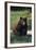 Black Bear Boar, Brown Color Phase-Ken Archer-Framed Photographic Print