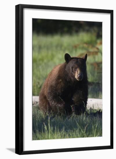 Black Bear Boar, Brown Color Phase-Ken Archer-Framed Photographic Print