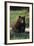 Black Bear Boar, Brown Color Phase-Ken Archer-Framed Photographic Print