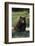 Black Bear Boar, Brown Color Phase-Ken Archer-Framed Photographic Print