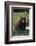 Black Bear Boar, Brown Color Phase-Ken Archer-Framed Photographic Print