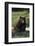 Black Bear Boar, Brown Color Phase-Ken Archer-Framed Photographic Print