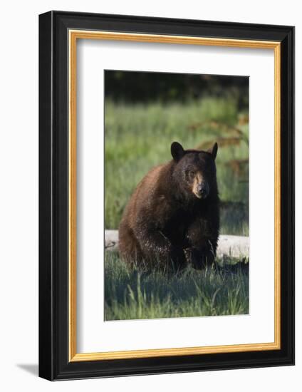 Black Bear Boar, Brown Color Phase-Ken Archer-Framed Photographic Print