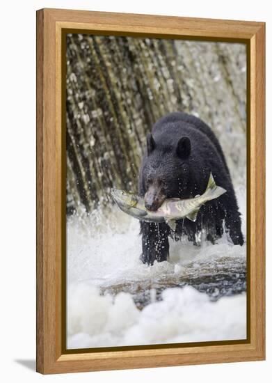 Black Bear Catching Spawning Salmon in Alaska-null-Framed Premier Image Canvas