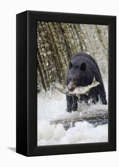 Black Bear Catching Spawning Salmon in Alaska-null-Framed Premier Image Canvas