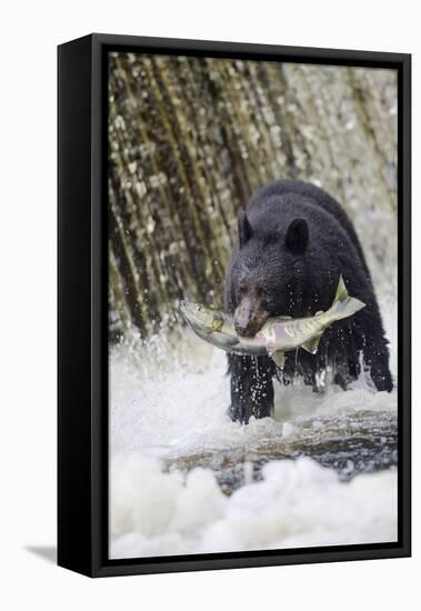 Black Bear Catching Spawning Salmon in Alaska-null-Framed Premier Image Canvas