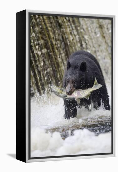 Black Bear Catching Spawning Salmon in Alaska-null-Framed Premier Image Canvas