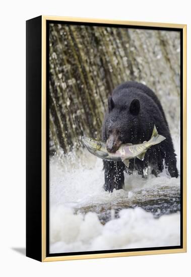 Black Bear Catching Spawning Salmon in Alaska-null-Framed Premier Image Canvas