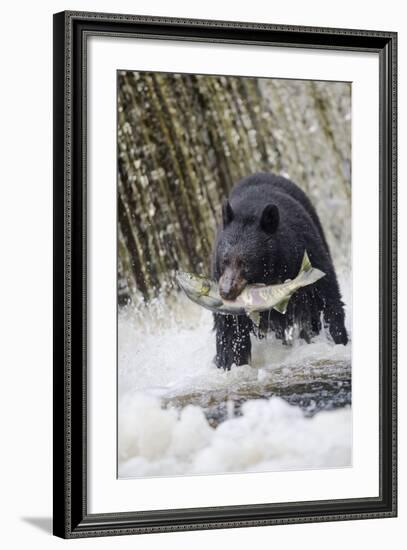 Black Bear Catching Spawning Salmon in Alaska-null-Framed Photographic Print