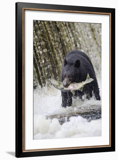 Black Bear Catching Spawning Salmon in Alaska-null-Framed Photographic Print