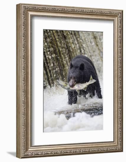 Black Bear Catching Spawning Salmon in Alaska-null-Framed Photographic Print