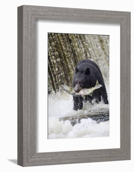 Black Bear Catching Spawning Salmon in Alaska-null-Framed Photographic Print