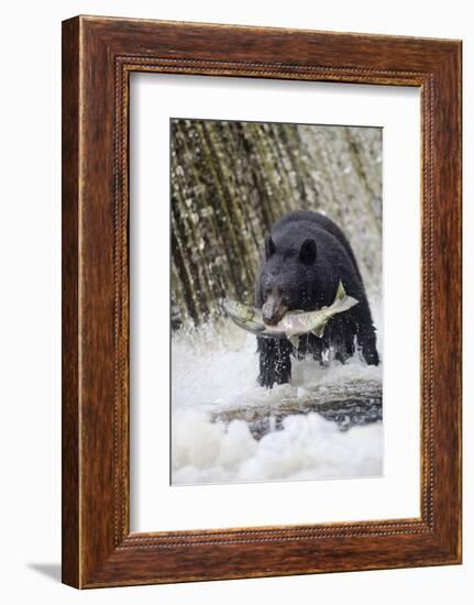 Black Bear Catching Spawning Salmon in Alaska-null-Framed Photographic Print