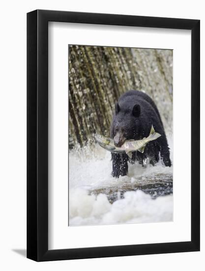 Black Bear Catching Spawning Salmon in Alaska-null-Framed Photographic Print