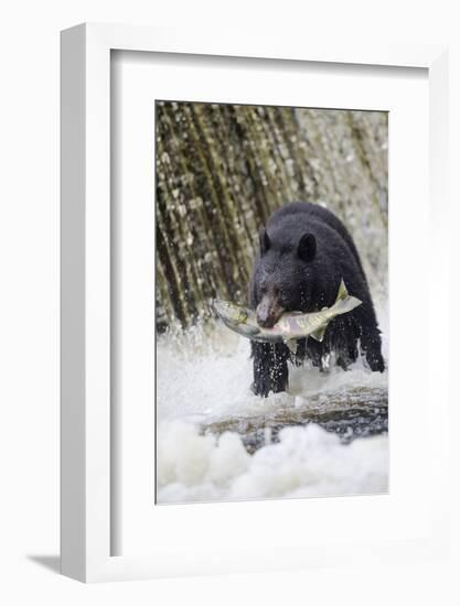 Black Bear Catching Spawning Salmon in Alaska-null-Framed Photographic Print