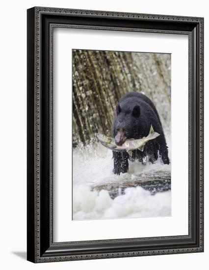 Black Bear Catching Spawning Salmon in Alaska-null-Framed Photographic Print