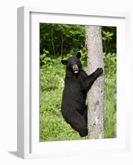 Black Bear Climbing a Tree, in Captivity, Sandstone, Minnesota, USA-James Hager-Framed Photographic Print