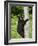 Black Bear Climbing a Tree, in Captivity, Sandstone, Minnesota, USA-James Hager-Framed Photographic Print