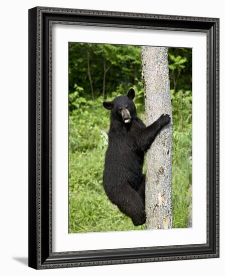 Black Bear Climbing a Tree, in Captivity, Sandstone, Minnesota, USA-James Hager-Framed Photographic Print