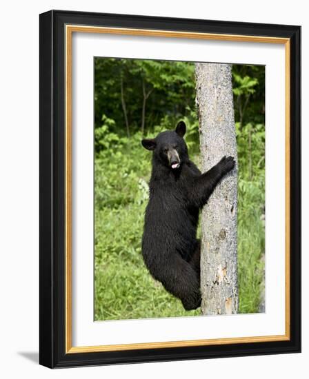 Black Bear Climbing a Tree, in Captivity, Sandstone, Minnesota, USA-James Hager-Framed Photographic Print