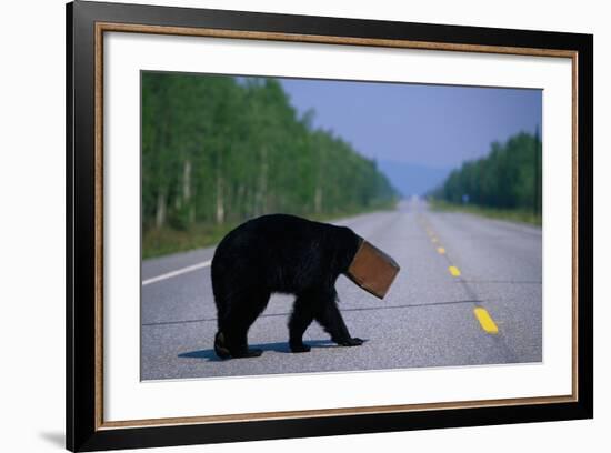 Black Bear Crossing Highway-Paul Souders-Framed Photographic Print