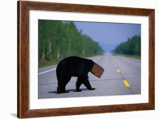 Black Bear Crossing Highway-Paul Souders-Framed Photographic Print