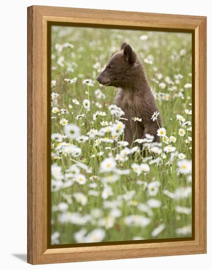 Black Bear Cub Among Oxeye Daisy, in Captivity, Sandstone, Minnesota, USA-James Hager-Framed Premier Image Canvas