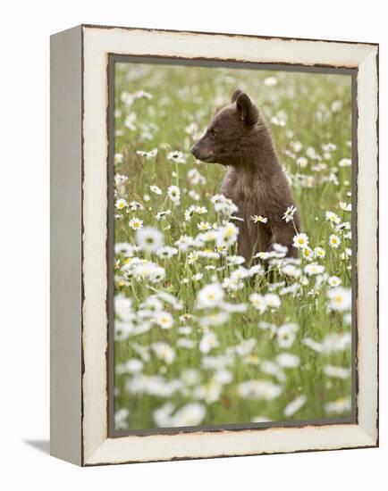 Black Bear Cub Among Oxeye Daisy, in Captivity, Sandstone, Minnesota, USA-James Hager-Framed Premier Image Canvas