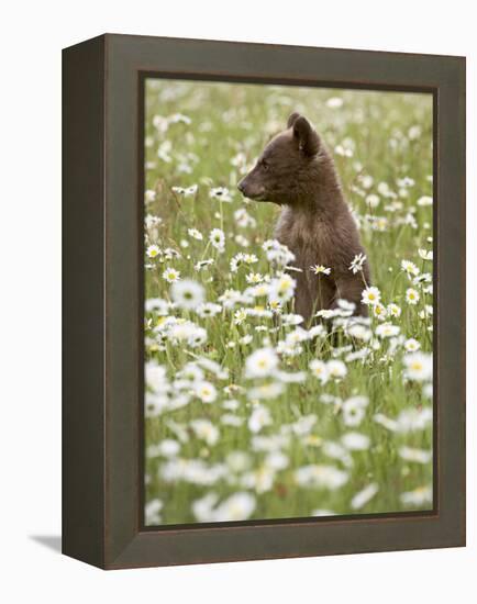 Black Bear Cub Among Oxeye Daisy, in Captivity, Sandstone, Minnesota, USA-James Hager-Framed Premier Image Canvas